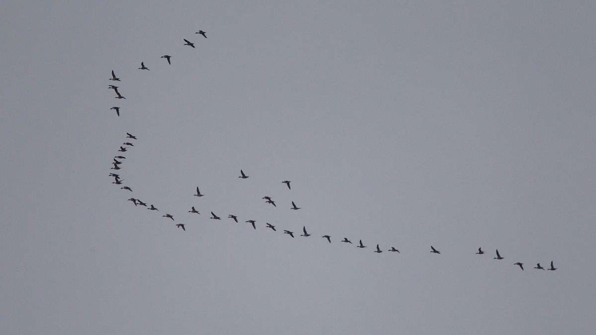 Northern Pintail - ML646108336