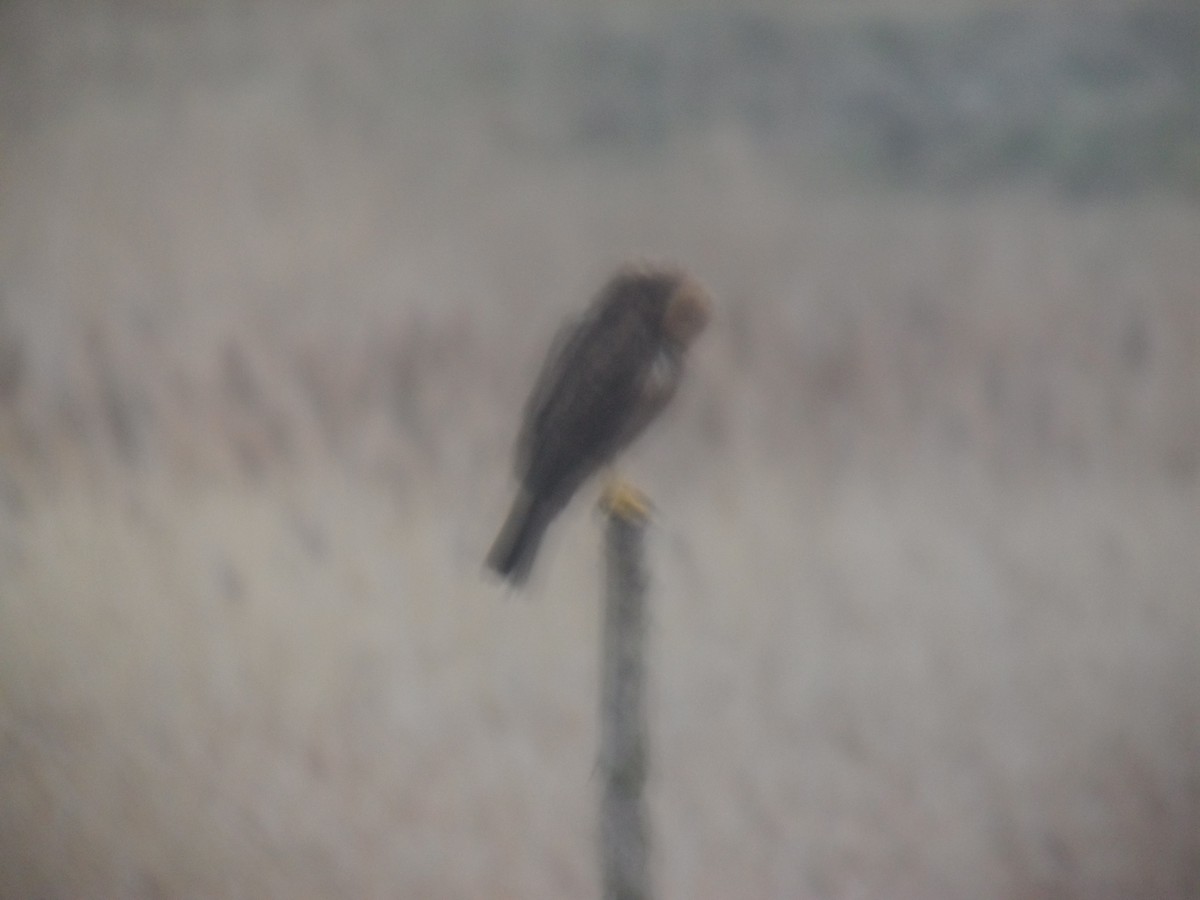 Western Marsh Harrier - ML646108337