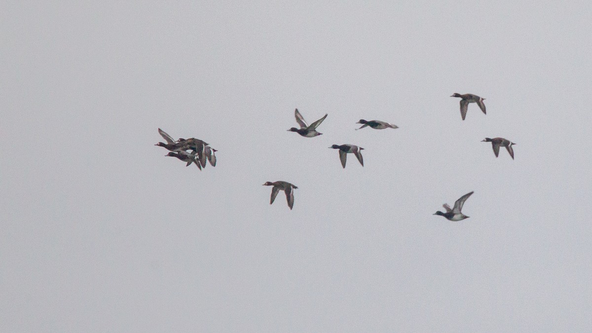 Lesser Scaup - ML646108344