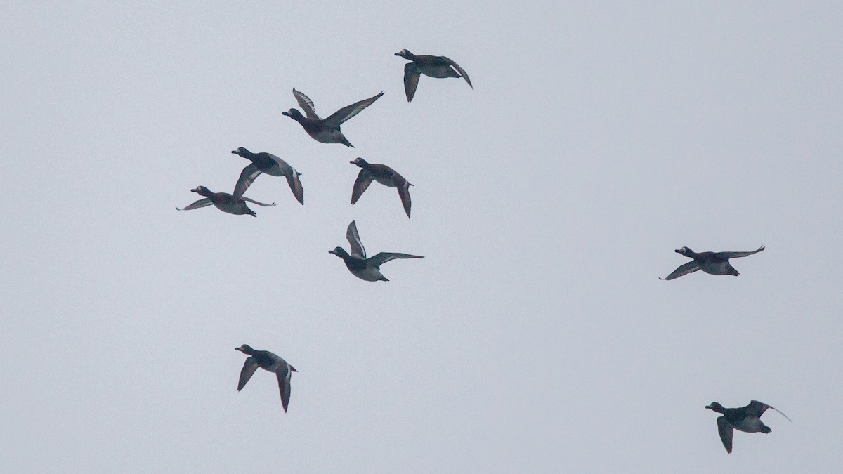 Lesser Scaup - ML646108345
