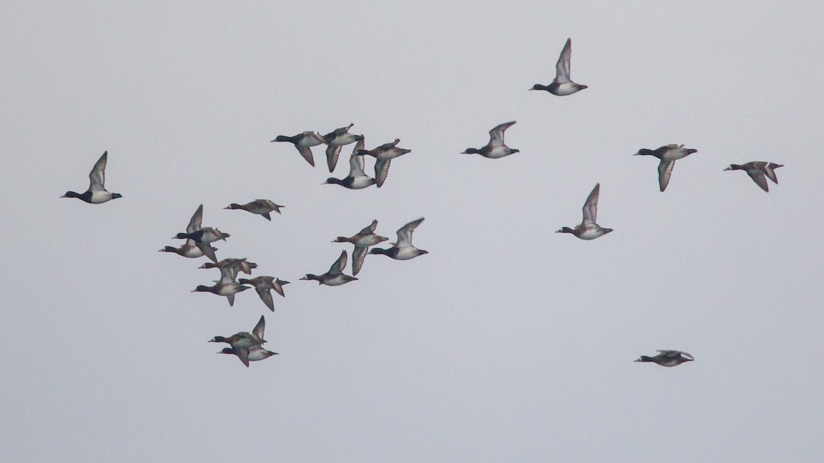 Lesser Scaup - ML646108347