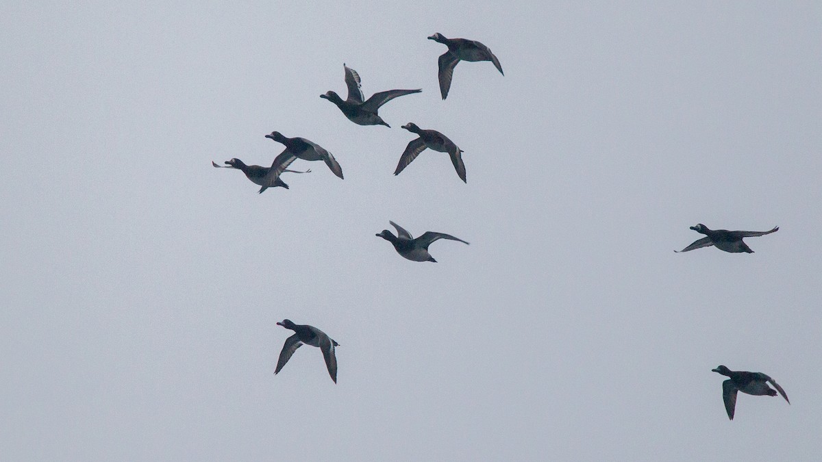 Lesser Scaup - ML646108348