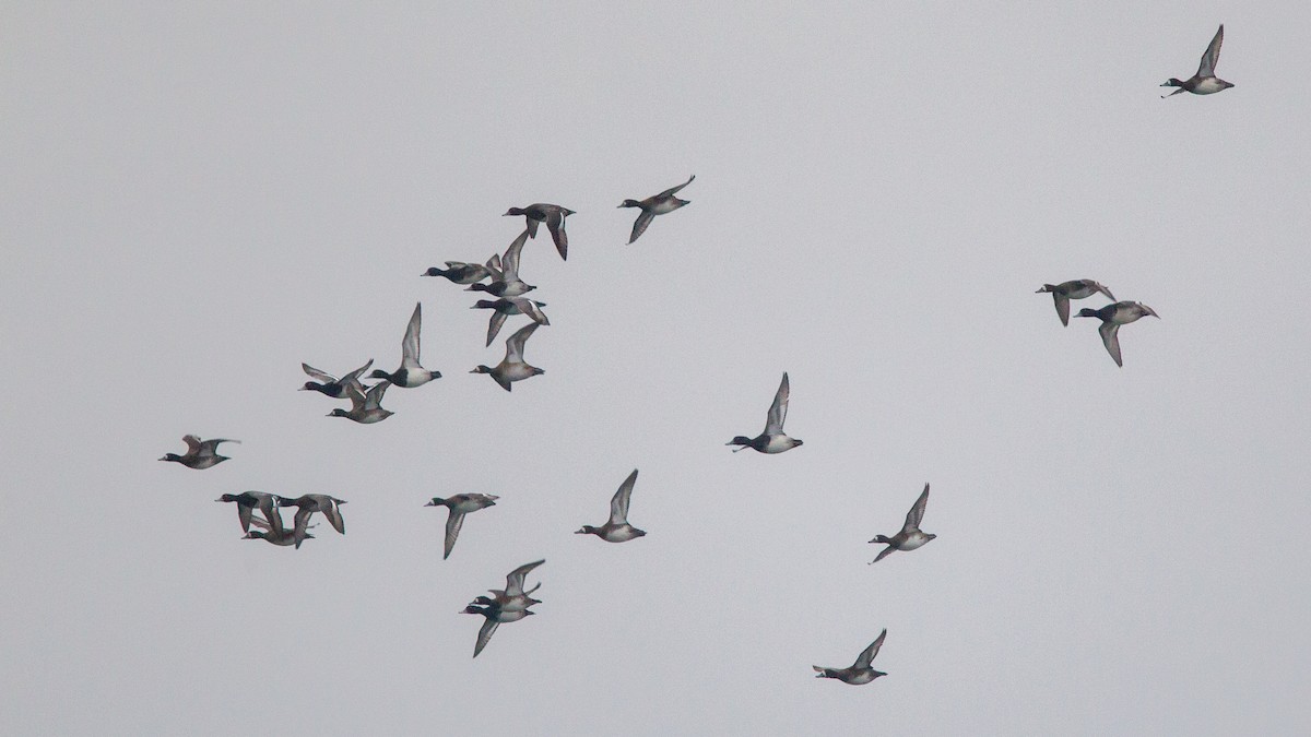 Lesser Scaup - ML646108349