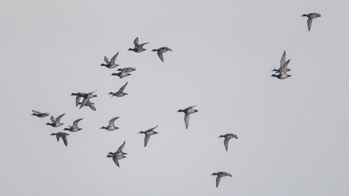 Lesser Scaup - ML646108350