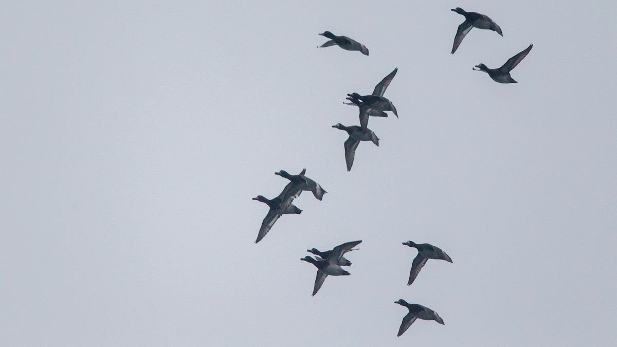 Lesser Scaup - ML646108351
