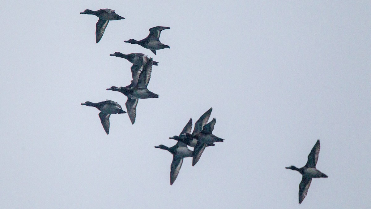 Lesser Scaup - ML646108352