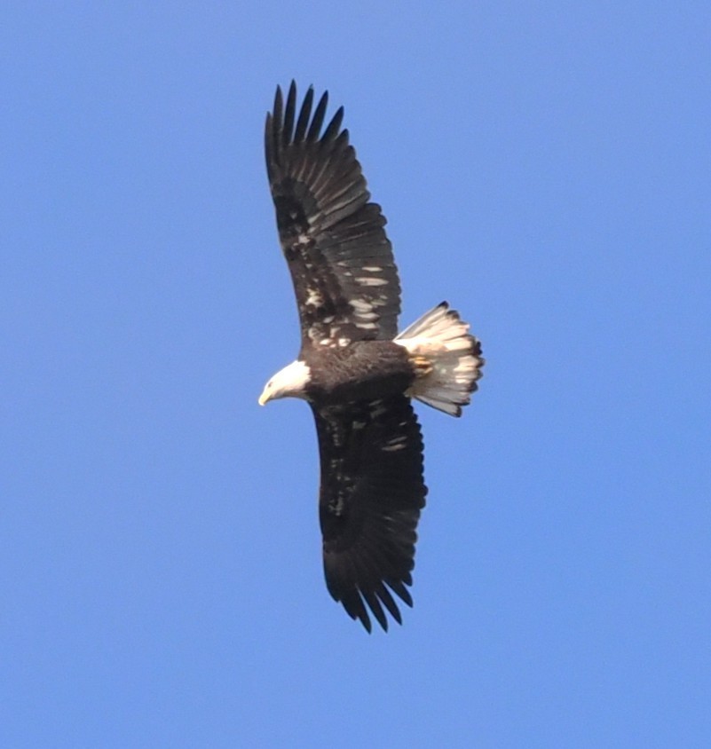 Bald Eagle - ML646108357