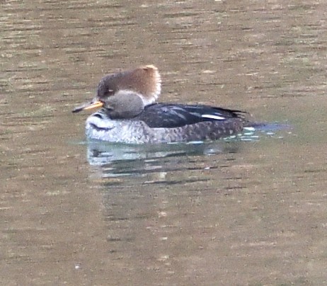 Hooded Merganser - ML646108366