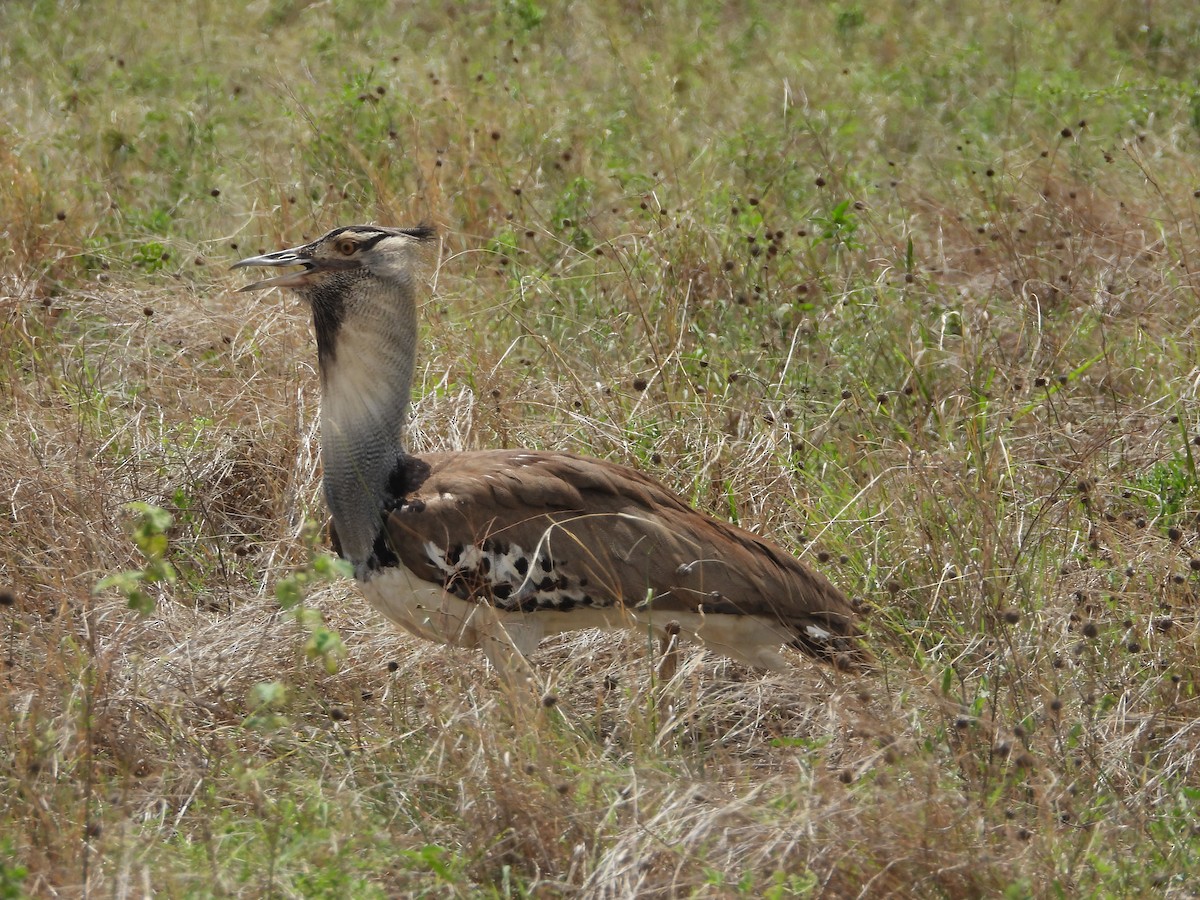 Kori Toyu - ML646108370