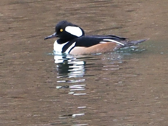 Hooded Merganser - ML646108372