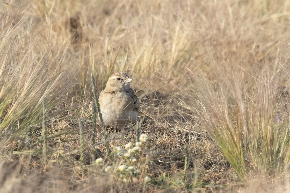 Mongolian Short-toed Lark - ML646108374