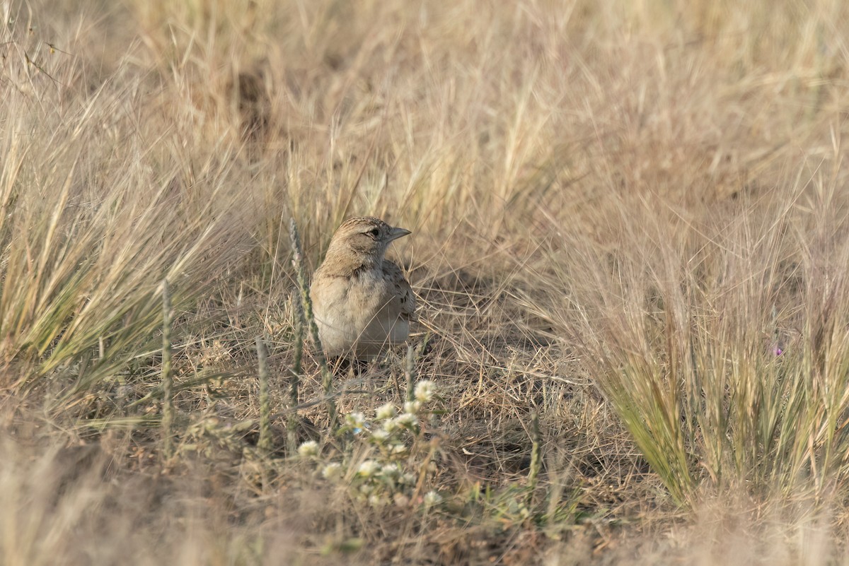 Mongolian Short-toed Lark - ML646108376