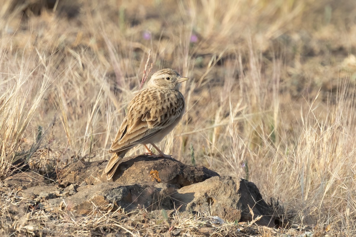 Mongolian Short-toed Lark - ML646108377