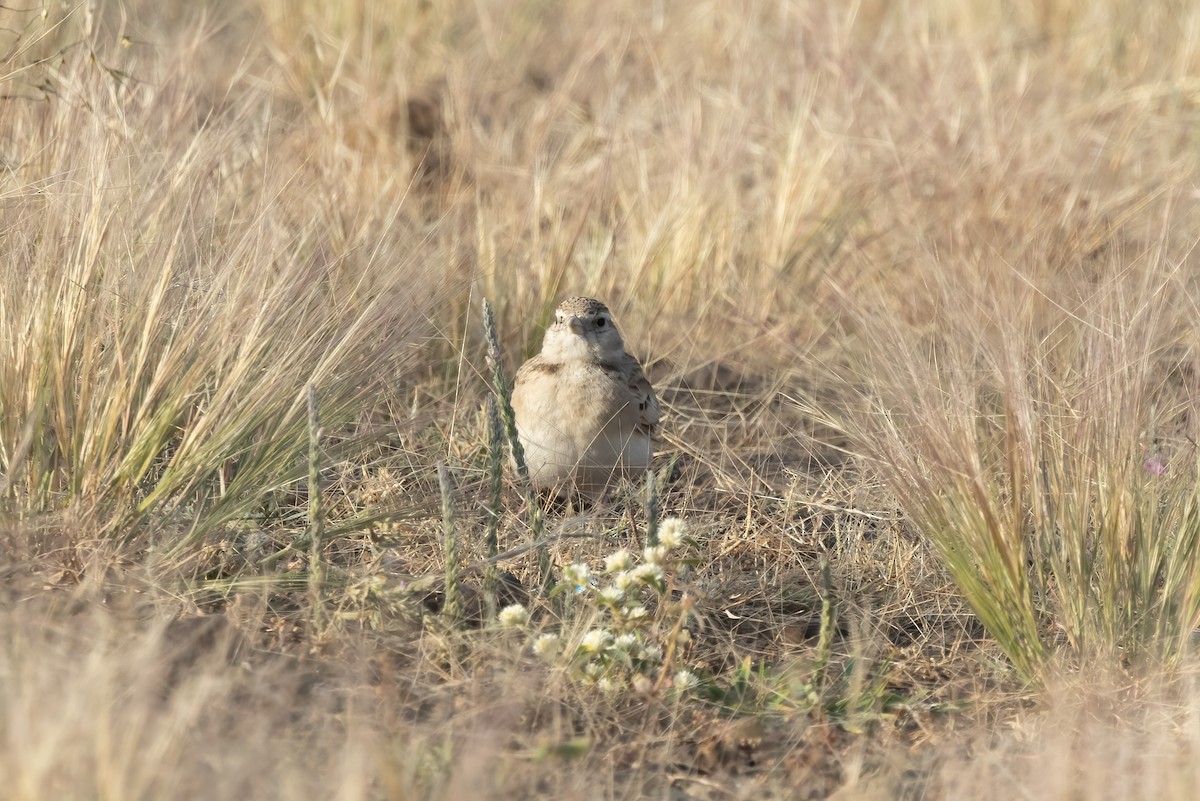 Mongolian Short-toed Lark - ML646108378