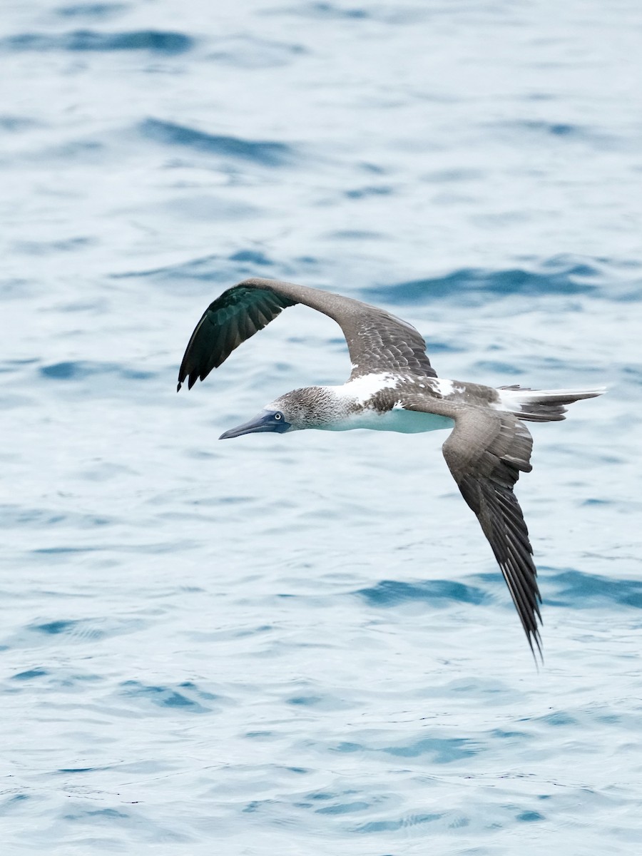 Blue-footed Booby - ML646108379