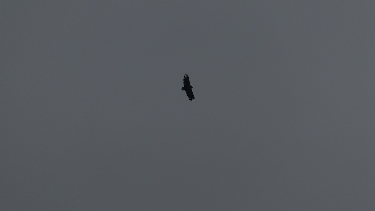 Sai beltza - ML646108381