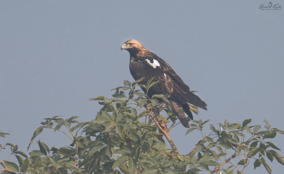 Imperial Eagle - ML646108382