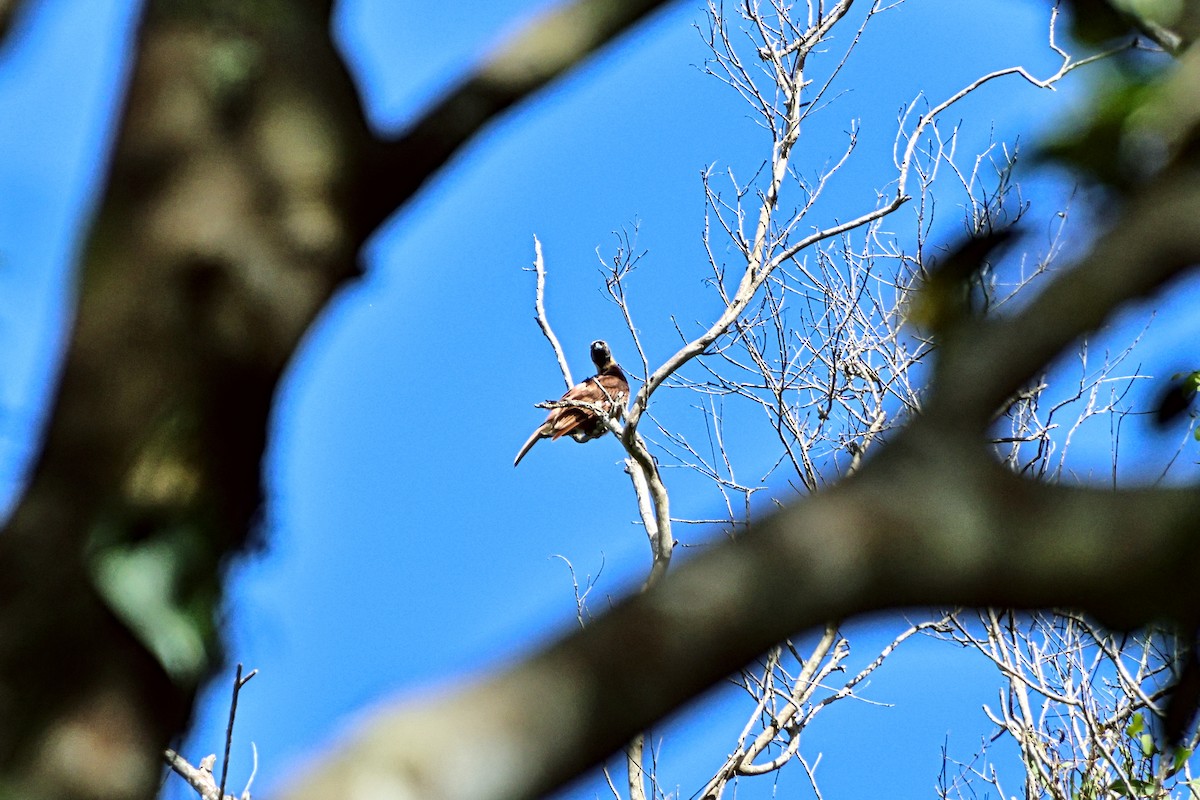 safranparadisfugl - ML646108386