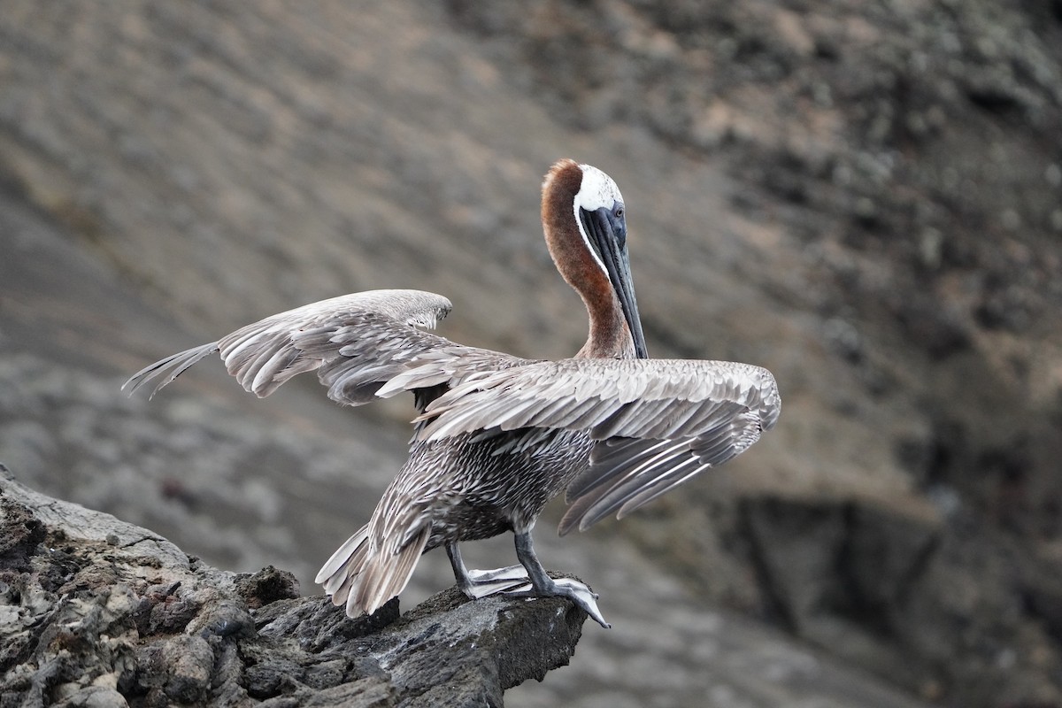 Brown Pelican - ML646108387