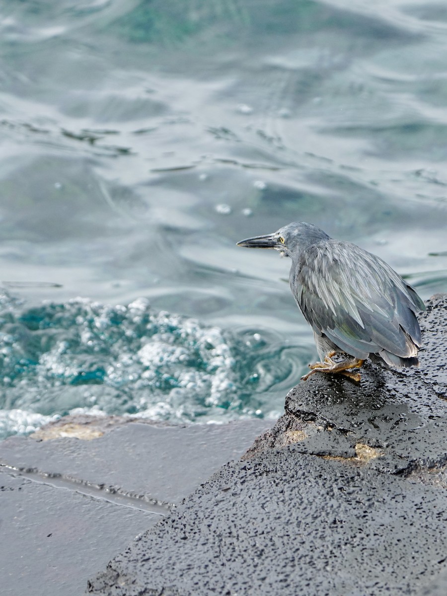 Lava Heron - ML646108390