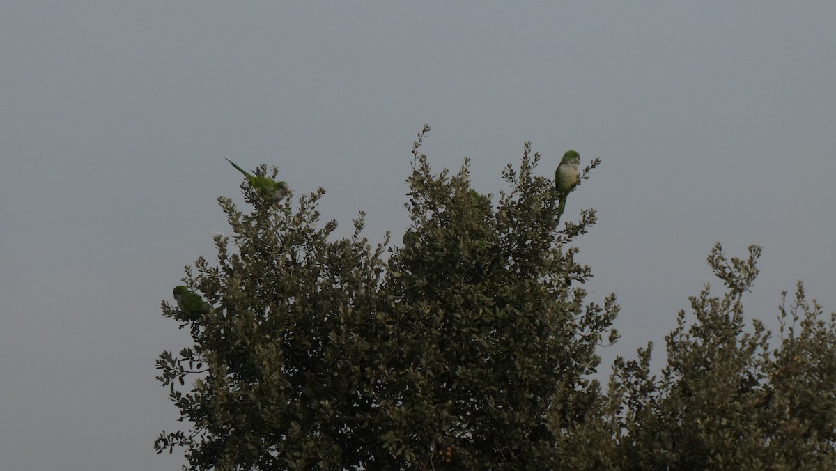Monk Parakeet - ML646108391