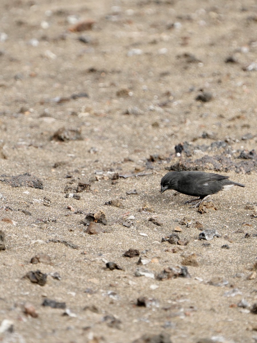 Medium Ground-Finch - ML646108396