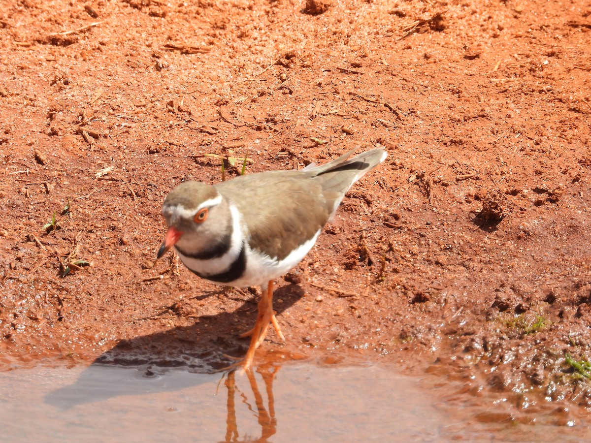 Dreiband-Regenpfeifer - ML646108413