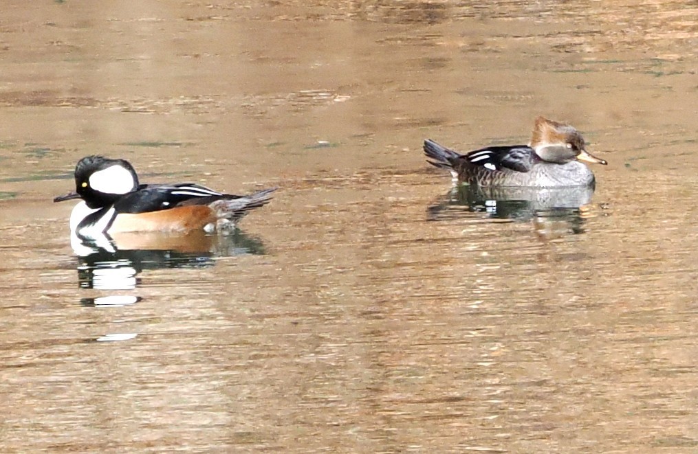 Hooded Merganser - ML646108414