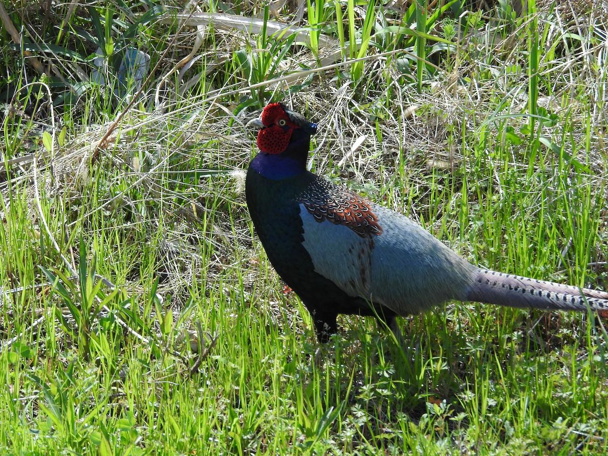 Green Pheasant - ML646108418