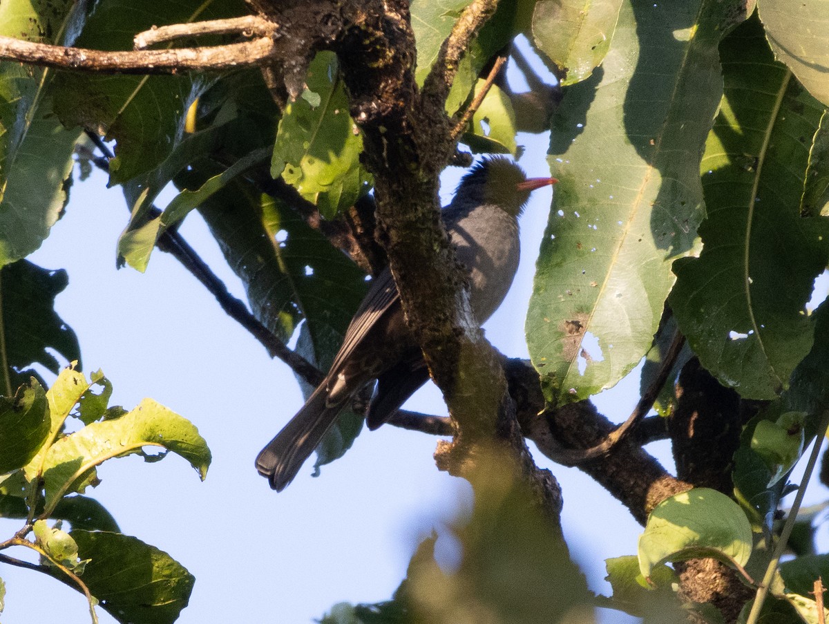 Горована індійська - ML646108419