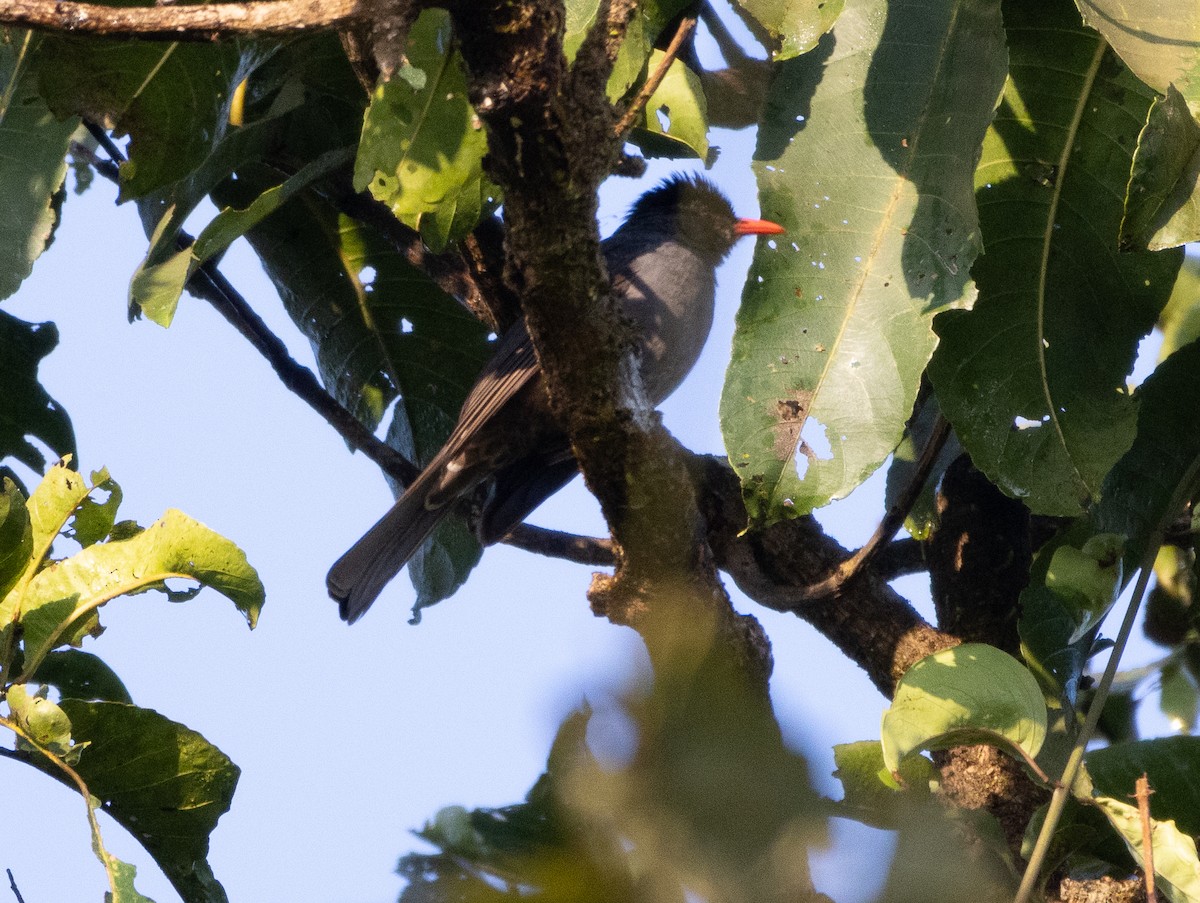 Горована індійська - ML646108420