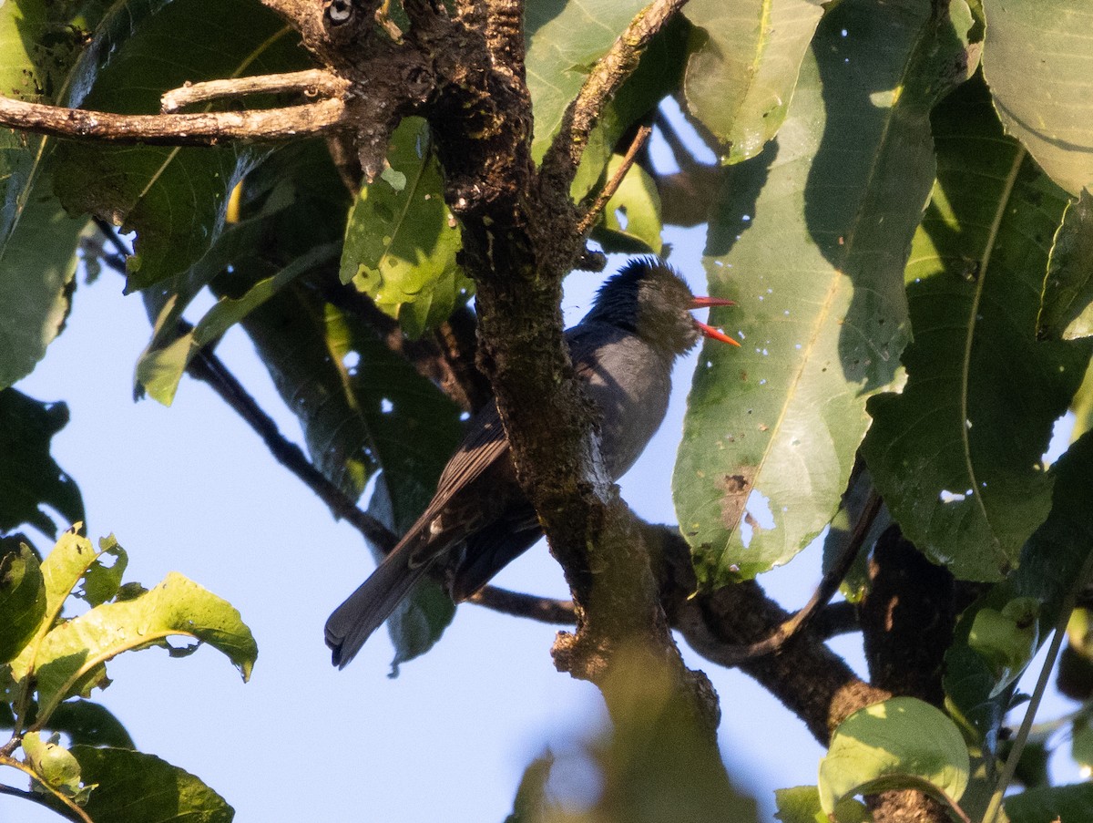 Горована індійська - ML646108421