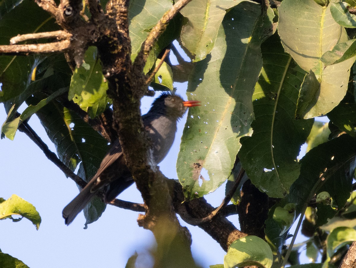 Горована індійська - ML646108428