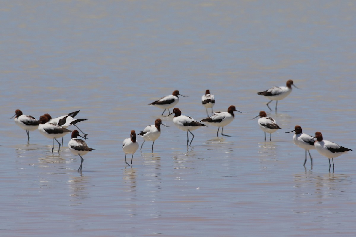 Red-necked Avocet - ML646108433