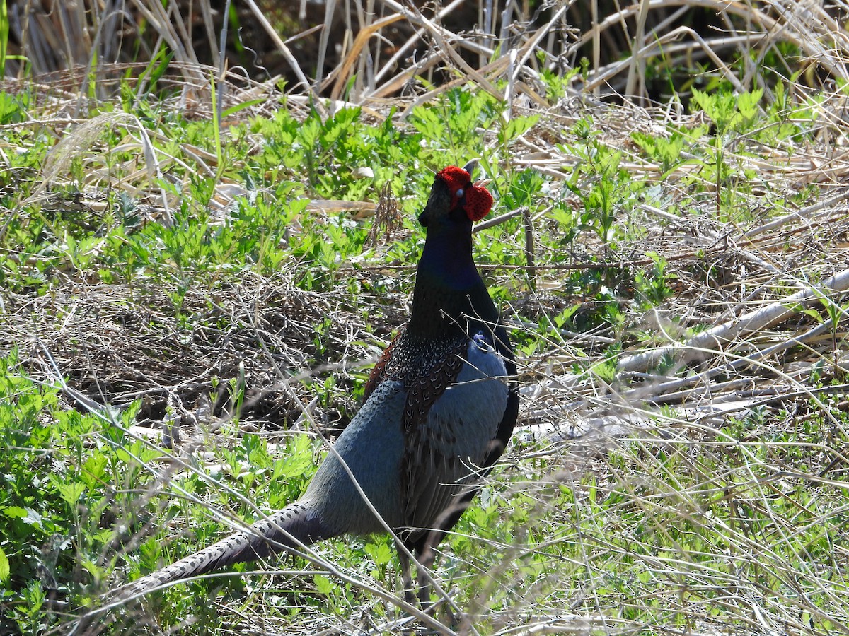 Green Pheasant - ML646108442
