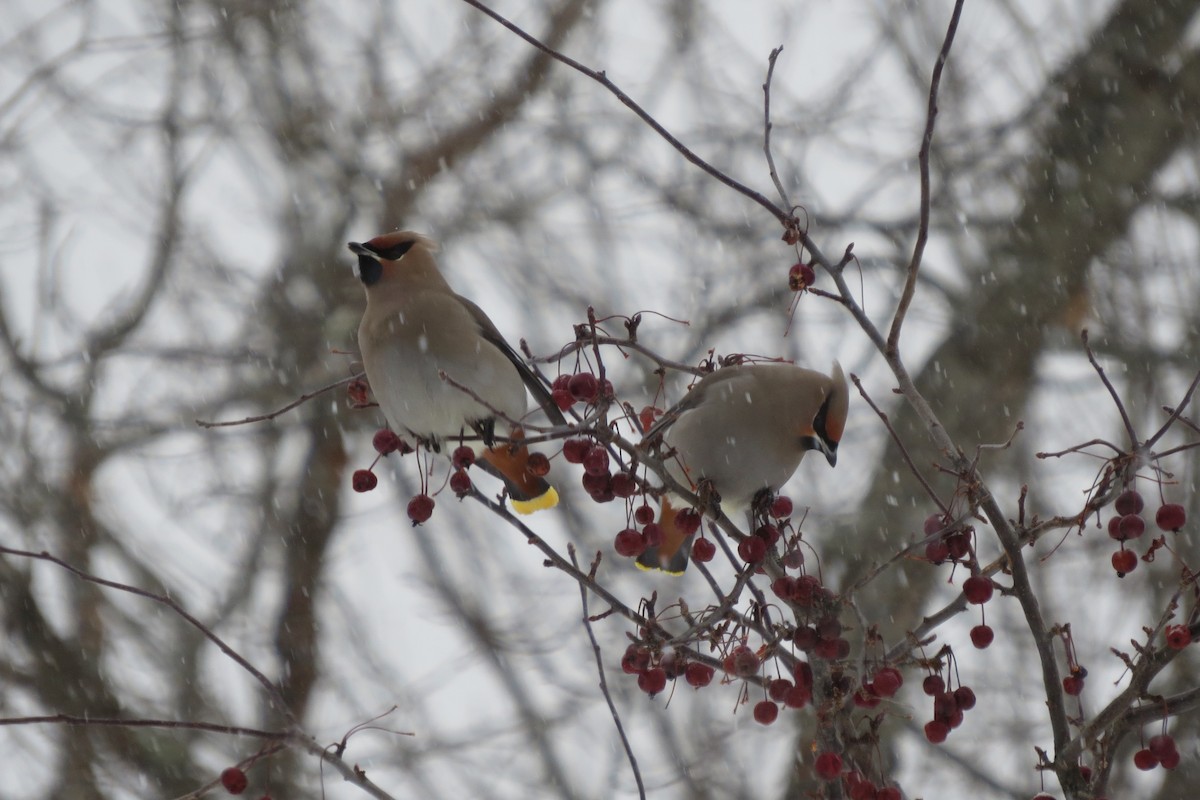 İpekkuyruk - ML646108445