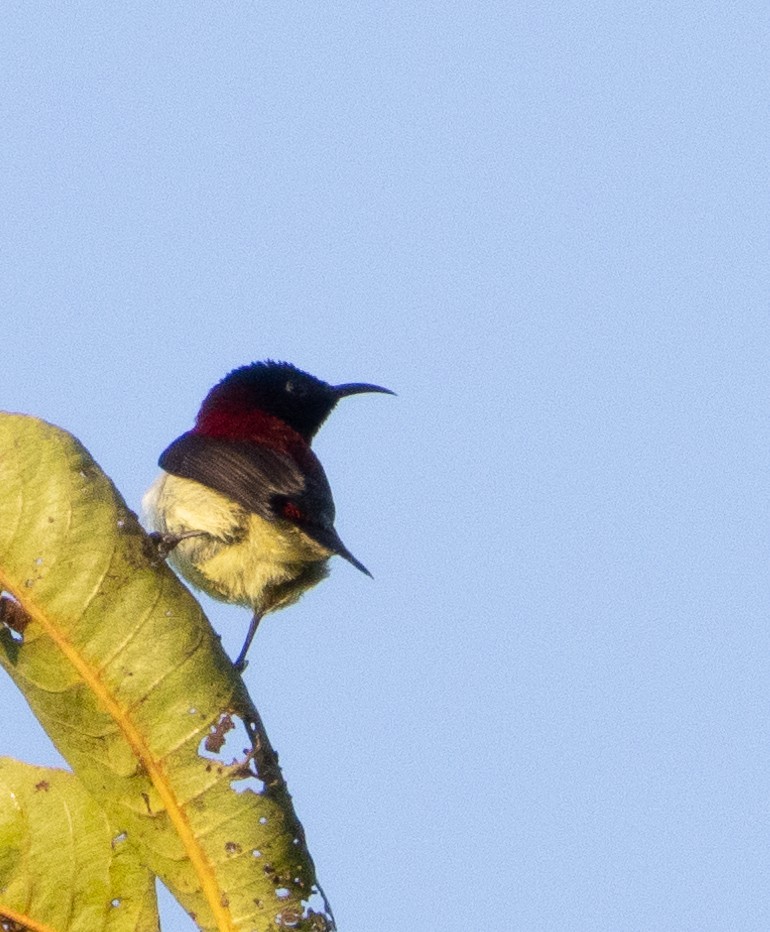 Crimson-backed Sunbird - ML646108454