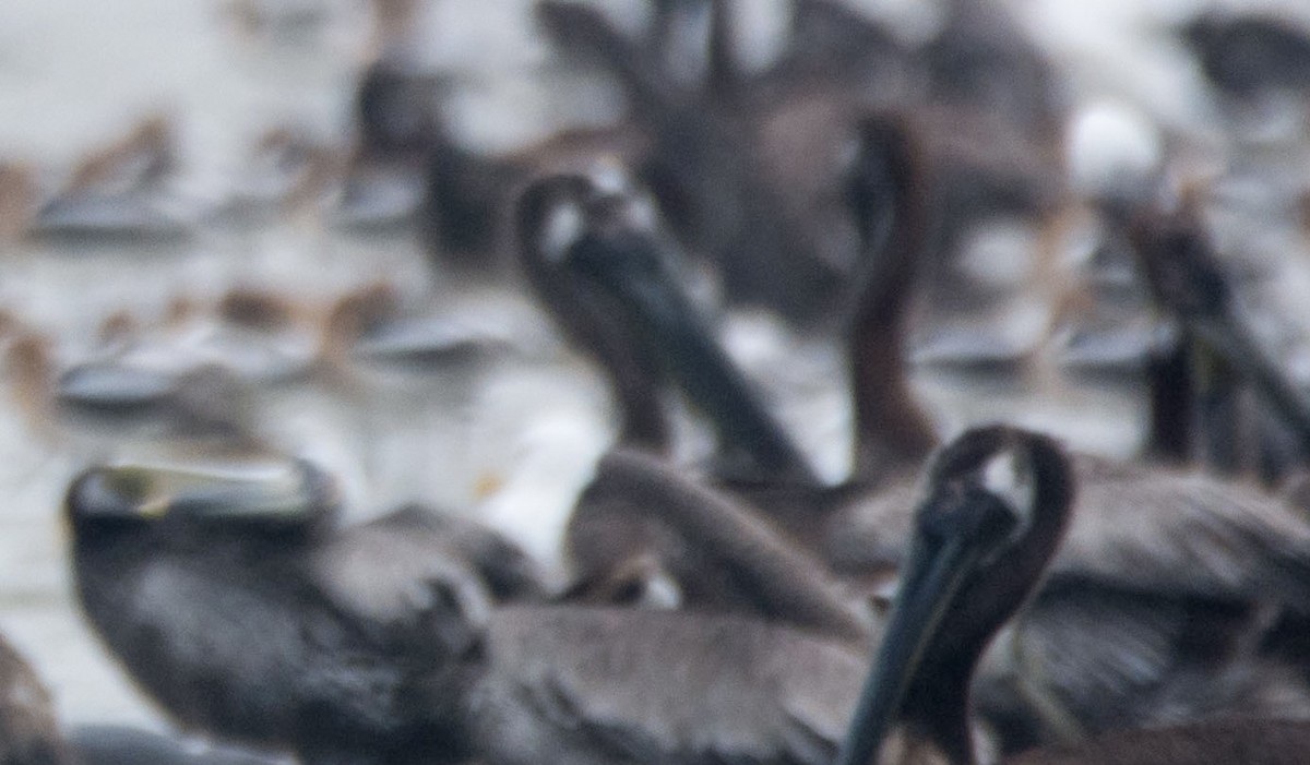 gull sp. - ML646108461