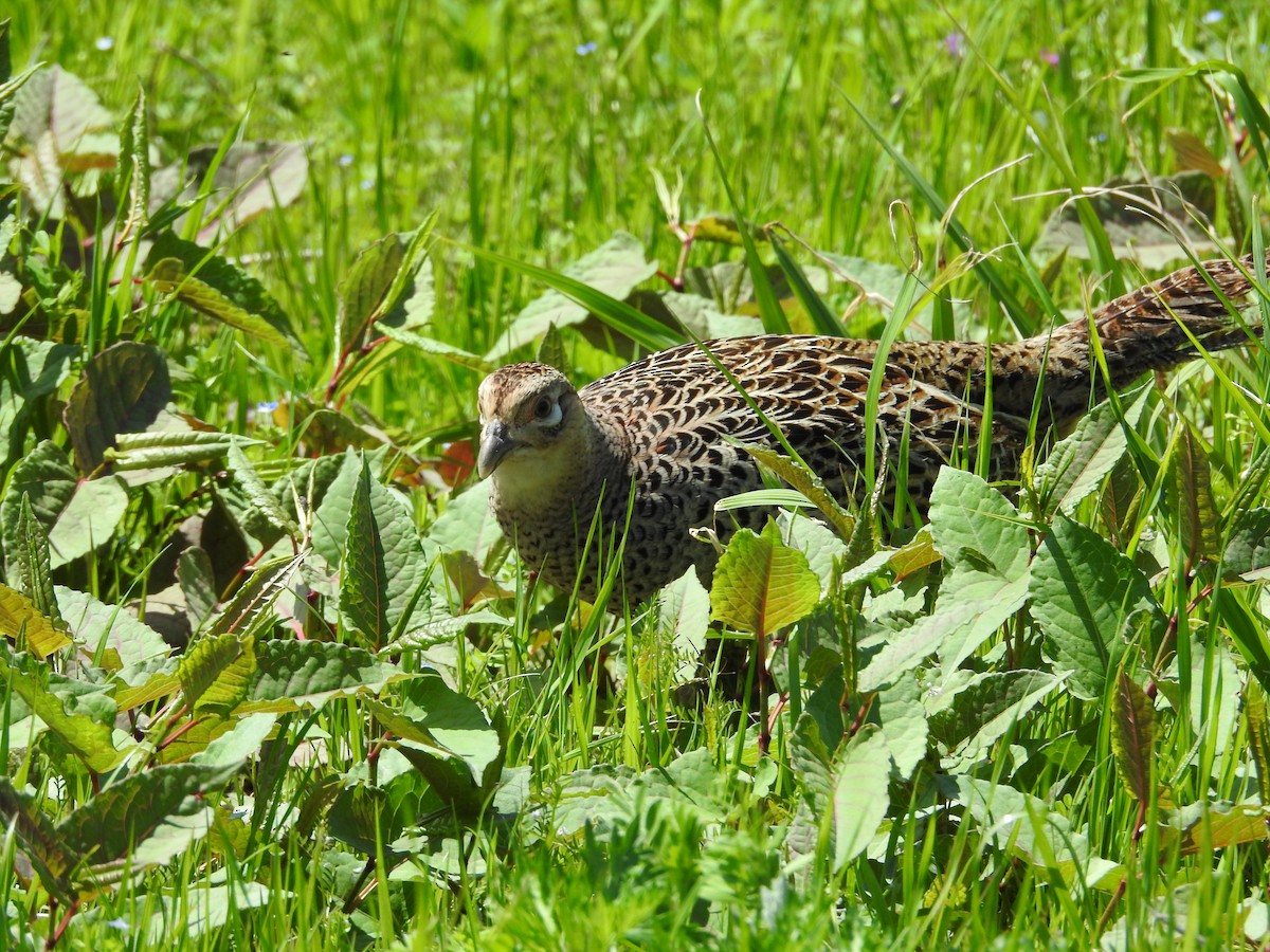 Green Pheasant - ML646108466
