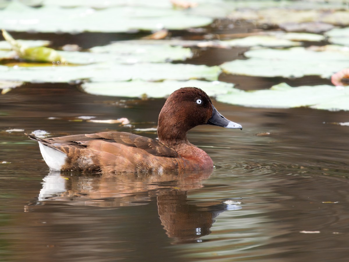 Hardhead - ML646108467