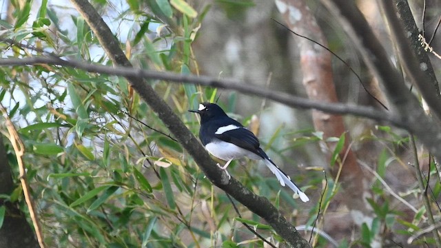 Weißscheitel-Scherenschwanz (sinensis/indicus) - ML646108486
