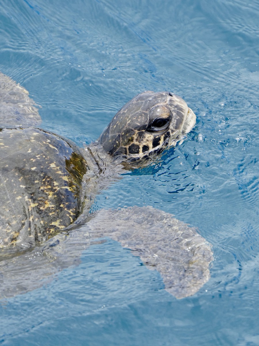 Animals - ML646108488