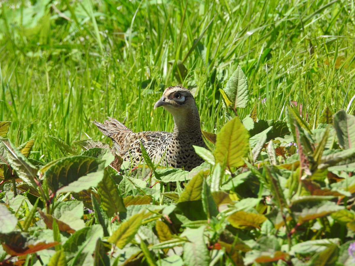 Green Pheasant - ML646108492