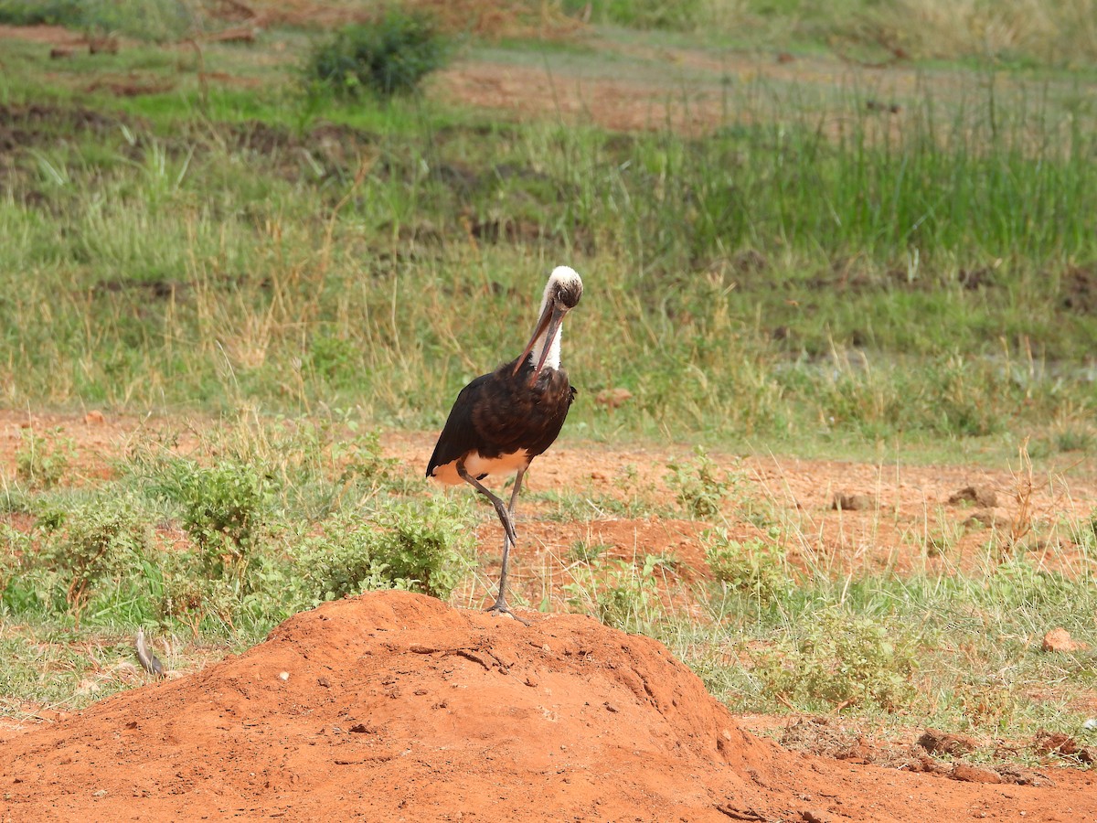 African Woolly-necked Stork - ML646108493