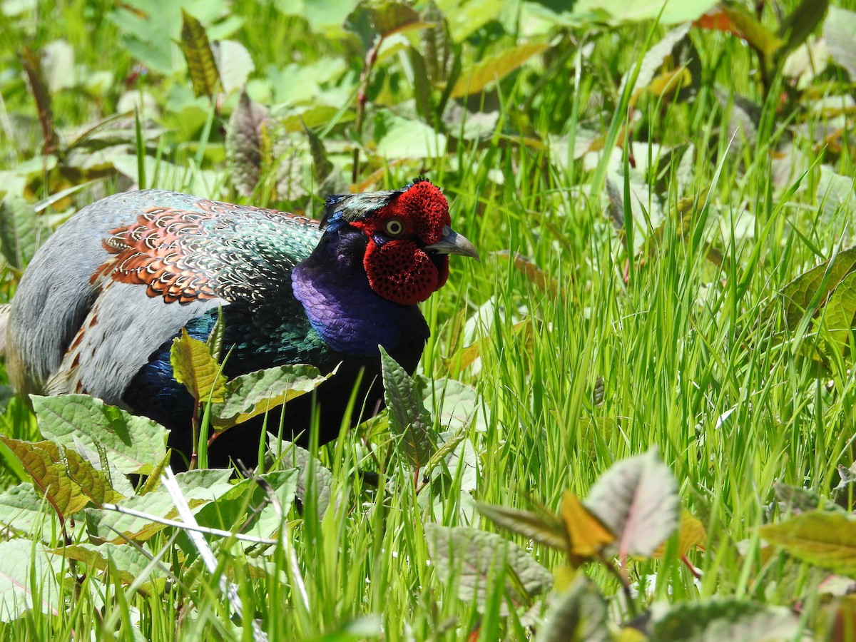 Green Pheasant - ML646108496