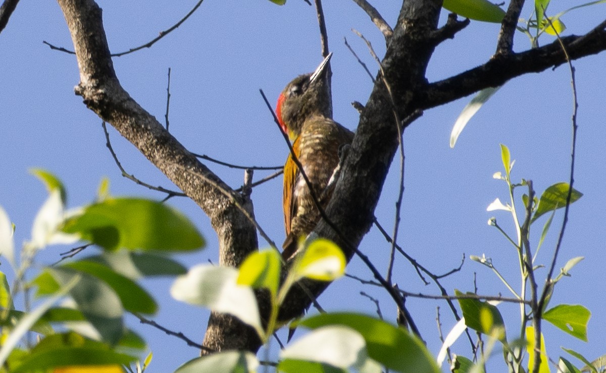 Pito Crestigualdo - ML646108497