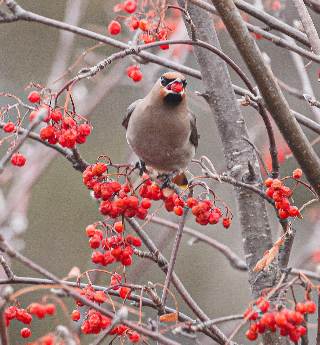 Ampelis Europeo - ML646108500