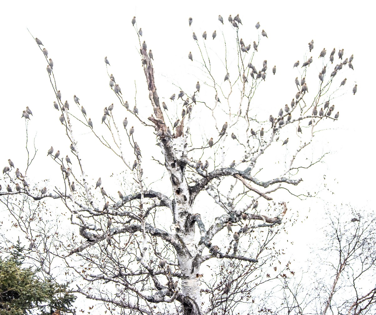 Ampelis Europeo - ML646108501