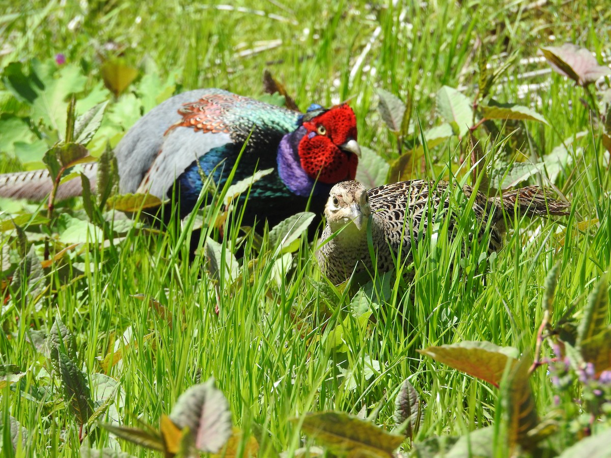 Green Pheasant - ML646108503