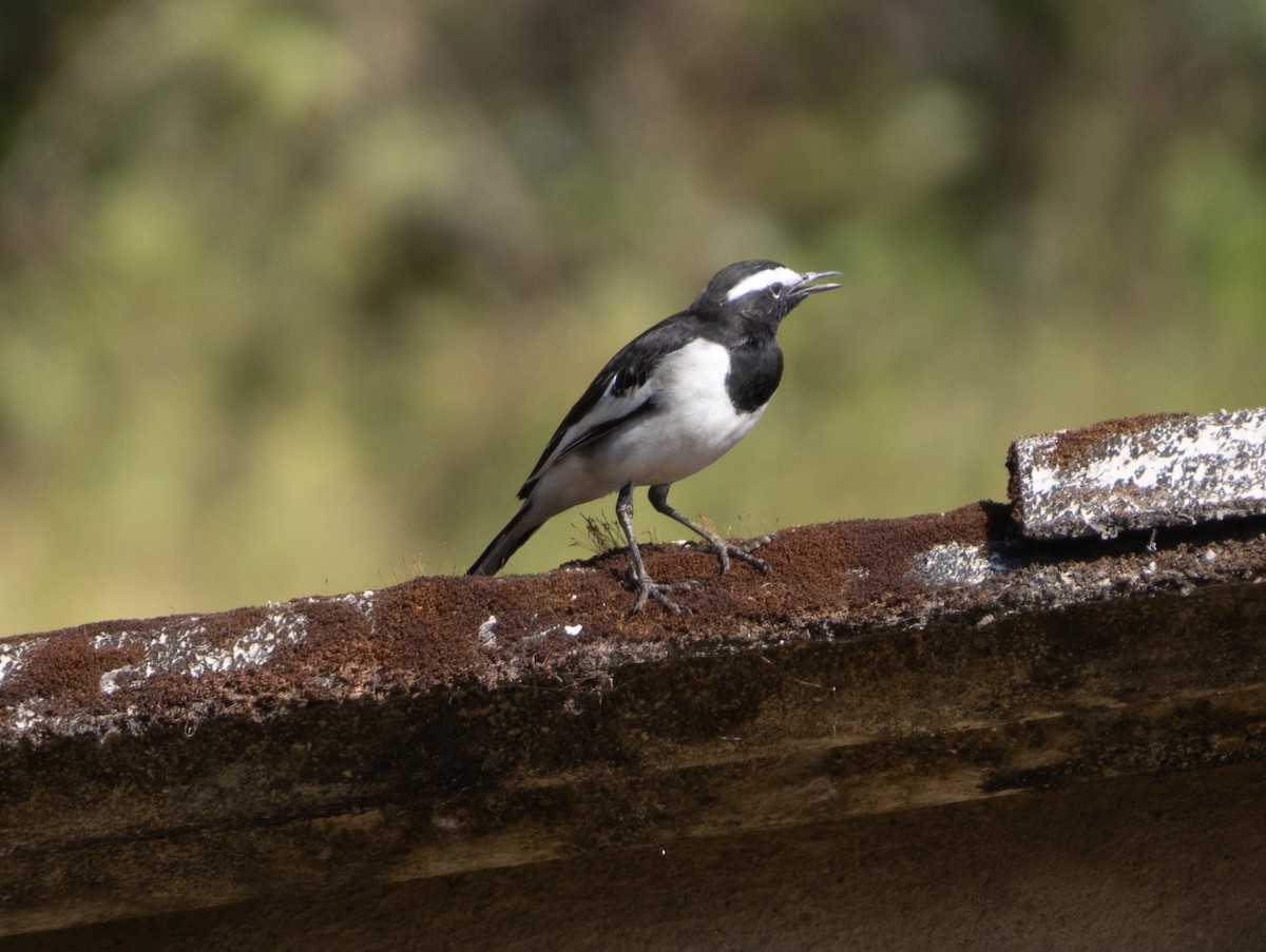 White-browed Wagtail - ML646108504